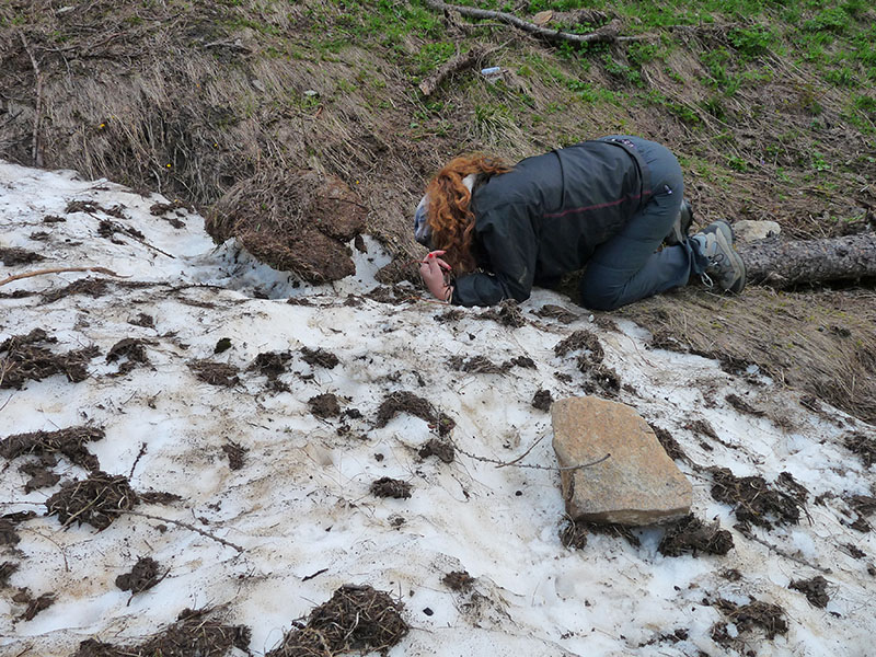 Lamproderma ovoideumechinulatum ?